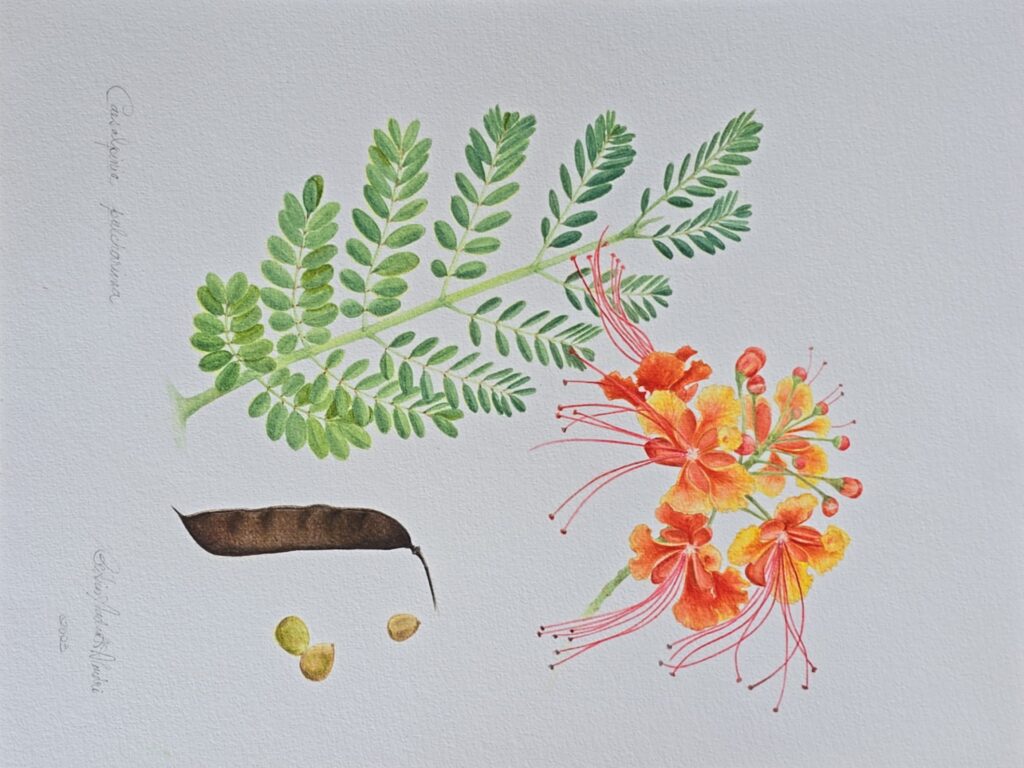 Observações da natureza