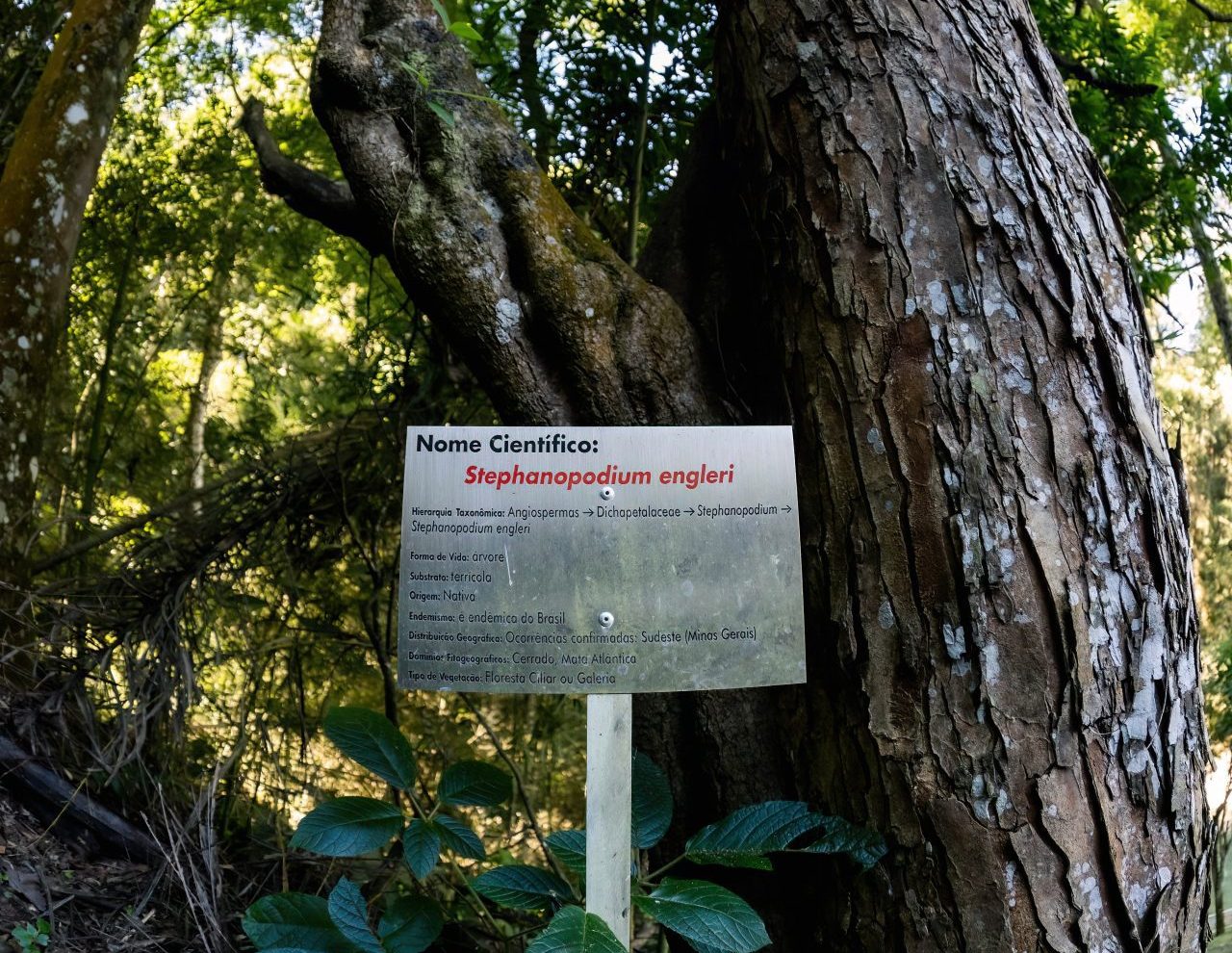 O caminho até o Minas Tênis Serra Del Rey Clube